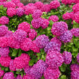 Hortensia Mioulane NewsJardinTV NPM 2507526322