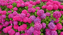 Hortensia Mioulane NewsJardinTV NPM 2507526322
