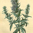 Hyssopus officinalis Gravure Chaumeton 1830