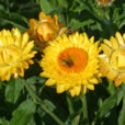 Immortelle Mioulane NewsJardinTV Jardimiou NPM 84986002