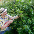 Jardinage Cisaille Mioulane NewsJardinTV Jardimiou NewsJardinTV NPM 2808202570