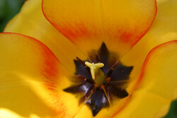 Tulipe Cœur Mioulane NewsJardinTV Jardimiou 88565952