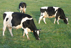 Vache Pature Mioulane NewsJardinTV Jardimiou 4454521256