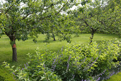 Verger Mioulane NewsJardinTV Jardimiou NPM 2307515034