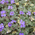Aubrieta Argenteovariegta Mioulane NewsJardinTV Jardimiou 21214545