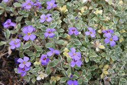 Aubrieta Argenteovariegta Mioulane NewsJardinTV Jardimiou 21214545