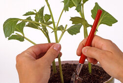 Bouturage Pelargonium Mioulane NewsJardinTV Jardimiou NPM GIP0020356