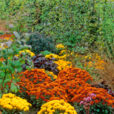 Chrysantheme Mioulane NewsJardinTV Jardimiou NPM GIP0078949