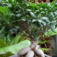 Ficus Ginseng Mioulane NewsJardinTV Jardimiou NPM 914379188