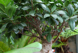 Ficus Ginseng Mioulane NewsJardinTV Jardimiou NPM 914379188