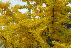 Ginkgo Mioulane NewsJardinTV NPM 3008205410