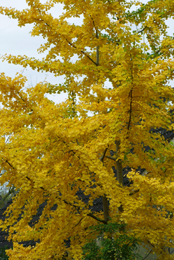 Ginkgo Mioulane NewsJardinTV NPM 3008205410