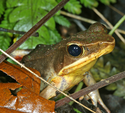 Grenouille Mioulane NewsJardinTV Jardimiou 225145214