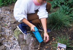 Plantation Bulbe Narcisse Mioulane NewsJardinTV Jardimiou NPM GIP0033395