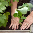 Plantation Fraisier Mioulane NewsJardinTV Jardimiou PAMI 1208070027