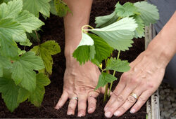 Plantation Fraisier Mioulane NewsJardinTV Jardimiou PAMI 1208070027