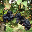 Raisin Mioulane NewsJardinTV Jardimiou NPM GIP0097222