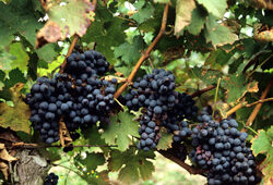 Raisin Mioulane NewsJardinTV Jardimiou NPM GIP0097222