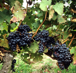 Raisin Mioulane NewsJardinTV Jardimiou NPM GIP0097222
