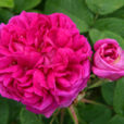 Rose de Rescht Mioulane NewsJardinTV NPM 3008203700