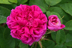 Rose de Rescht Mioulane NewsJardinTV NPM 3008203700