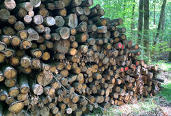 Tas Bois Buche Mioulane NewsJardinTV Jardimiou IMG 2234