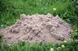 Taupiniere Mioulane NewsJardinTV Jardimiou NPM GIP0055058