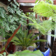 Veranda Plante tropicale Mioulane NewsJardinTV Jardimiou NPM 719516343