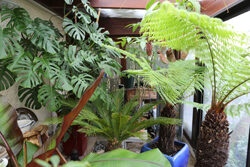 Veranda Plante tropicale Mioulane NewsJardinTV Jardimiou NPM 719516343