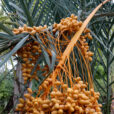 Dattier Phoenix Mioulane NewsJardinTV NPM 3008204382