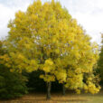 Fraxinus Mioulane NewsJardinTV Jardimiou NPM 850276098