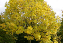 Fraxinus Mioulane NewsJardinTV Jardimiou NPM 850276098