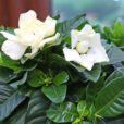 Gardenia Mioulane NewsJardinTV NPM 2808185404