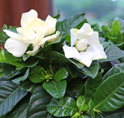 Gardenia Mioulane NewsJardinTV NPM 2808185404