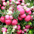 Gaultheria Mioulane NewsJardinTV Jardimiou NPM 850330415