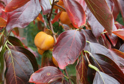 Kaki Mioulane NewsJardinTV Jardimiou XY7S3174