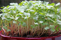 Levee Graines Radis Mioulane NewsJardinTV Jardimiou 9N7B9006