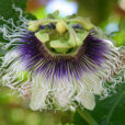 Passiflora edulis Fleur Mioulane NewsJardinTV Jardimiou 5454801