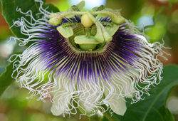 Passiflora edulis Fleur Mioulane NewsJardinTV Jardimiou 5454801