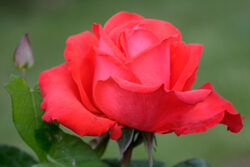 Rose Turbinee Mioulane NewsJardinTV Jardimiou NPM 850320520