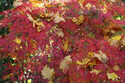 Automne Acer Mioulane NewsJardinTV NPM 3008205186