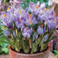 Crocus Pot Flora