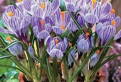 Crocus Pot Flora