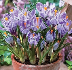 Crocus Pot Flora