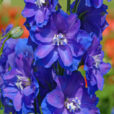 Delphinium Guardian Mioulane NewsJardinTV Jardimiou 44547585