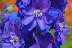 Delphinium Guardian Mioulane NewsJardinTV Jardimiou 44547585