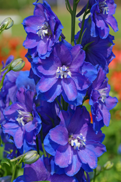 Delphinium Guardian Mioulane NewsJardinTV Jardimiou 44547585