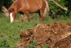 Fumier Cheval Malene Thyssen