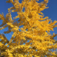 Ginkgo Automne Mioulane NewsJardinTV Jardimiou IMG 6685