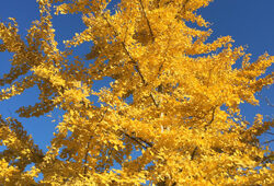 Ginkgo Automne Mioulane NewsJardinTV Jardimiou IMG 6685